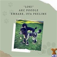 Loki available Poodle puppy located in BAKERSFIELD